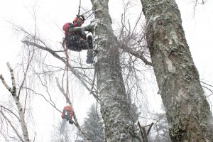 ohtlike puude langetamine